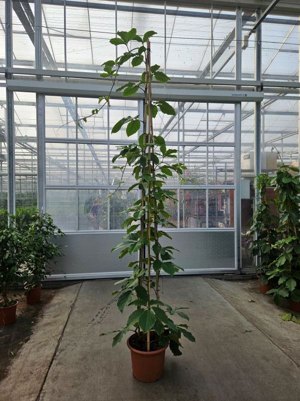 Tetrastigma