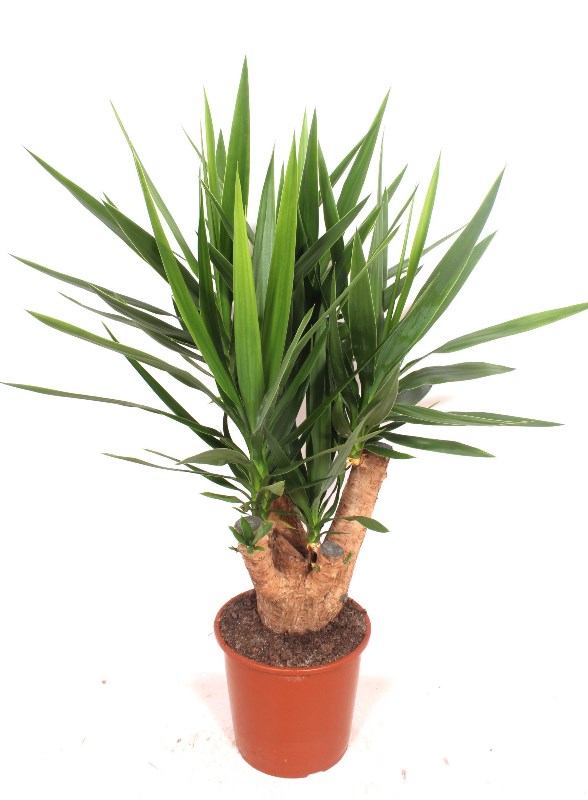 Yucca elephantipes