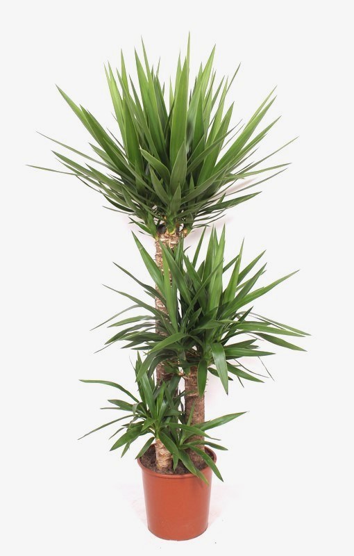 Yucca elephantipes