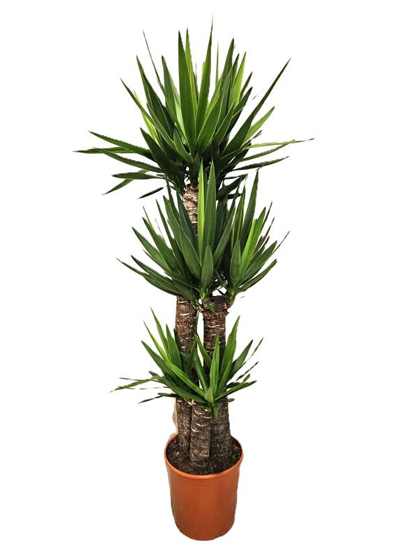 Yucca elephantipes