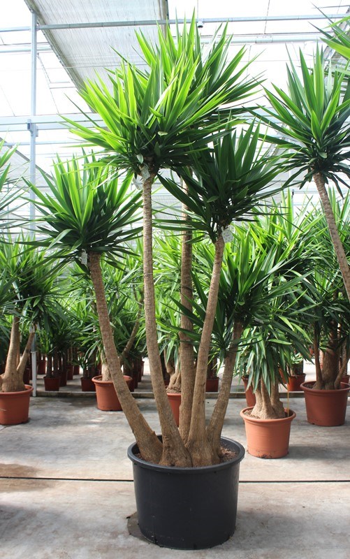 Yucca elephantipes