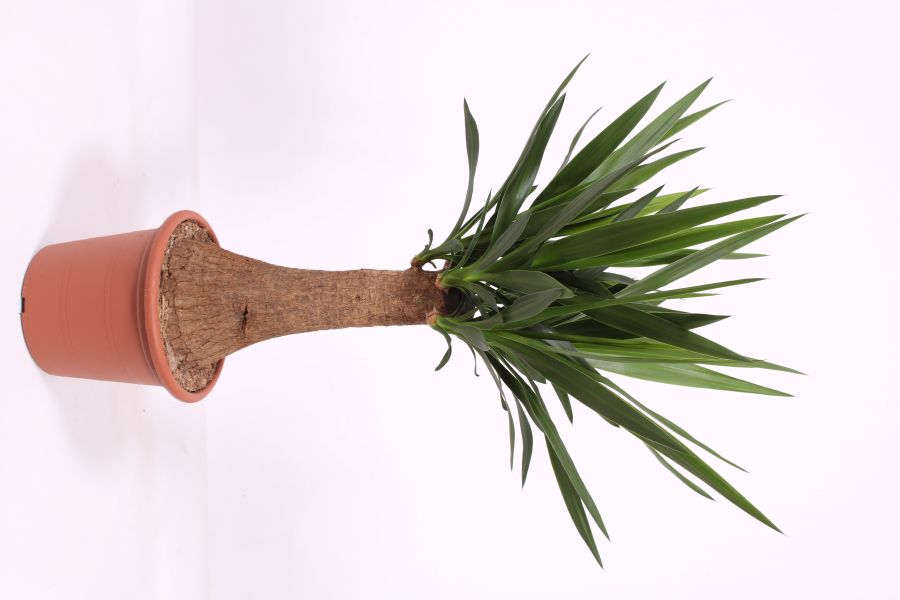 Yucca elephantipes