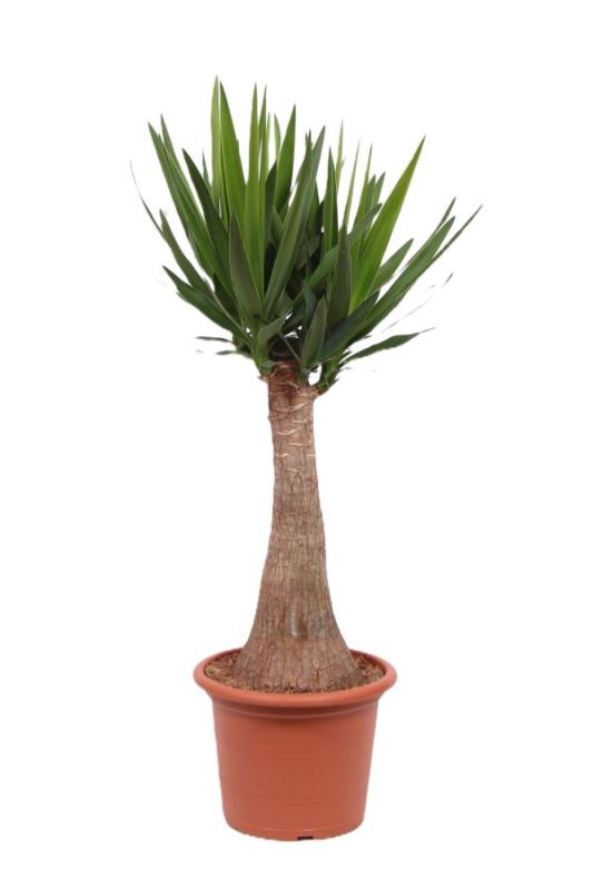Yucca elephantipes