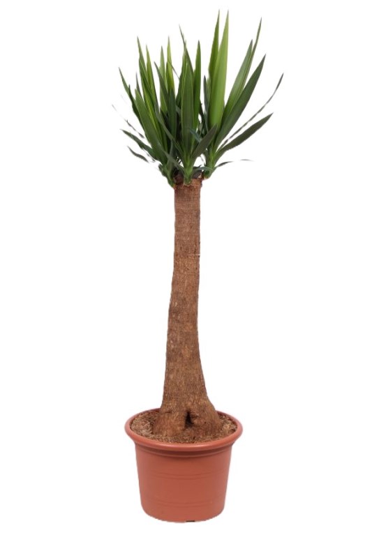 Yucca elephantipes