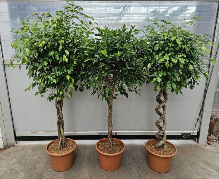 Ficus mixkar