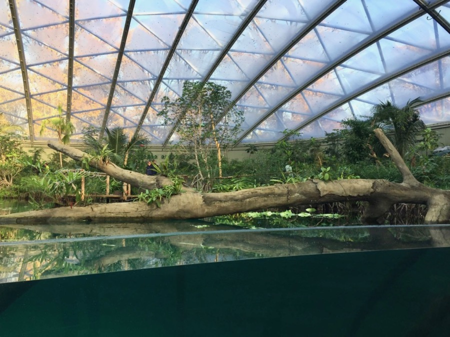 Fachjan planten voor Burgers’Mangrove – update –