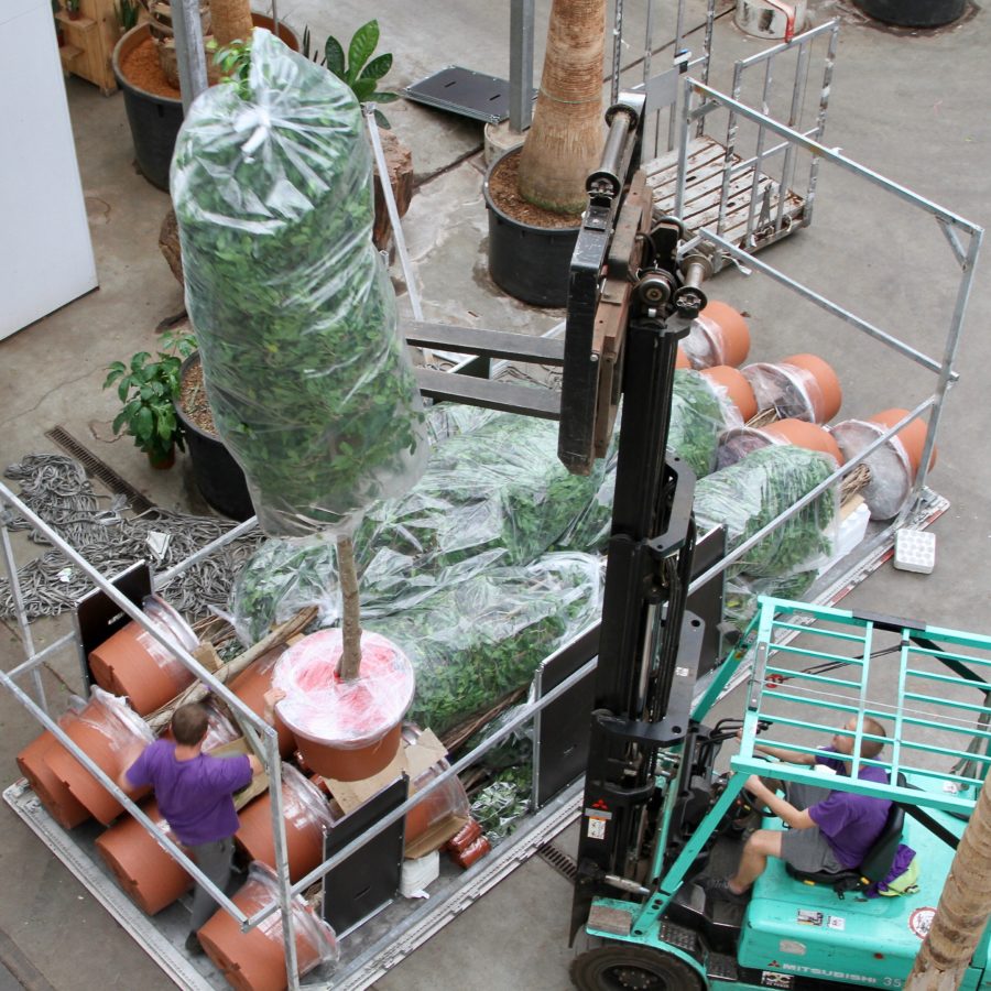 40 grote Ficussen voor het nieuwe vliegveld in Oman