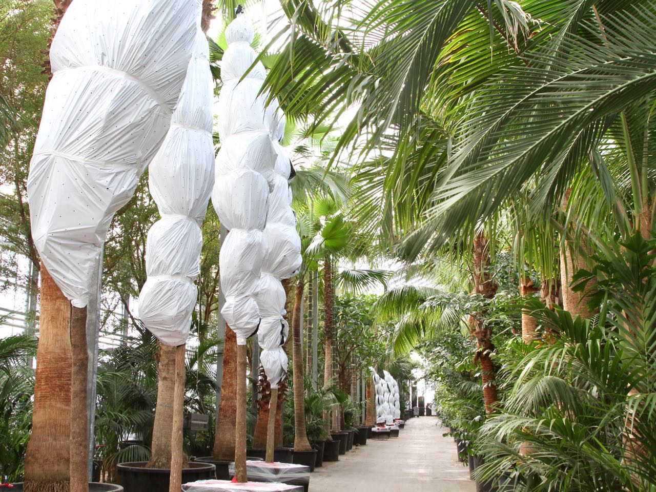 Fachjan levert 10.000+ planten en bomen voor het grootste cruiseschip ter wereld
