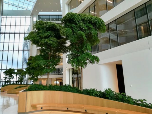 Bucida bomen op vliegveld Zaventem in Brussel