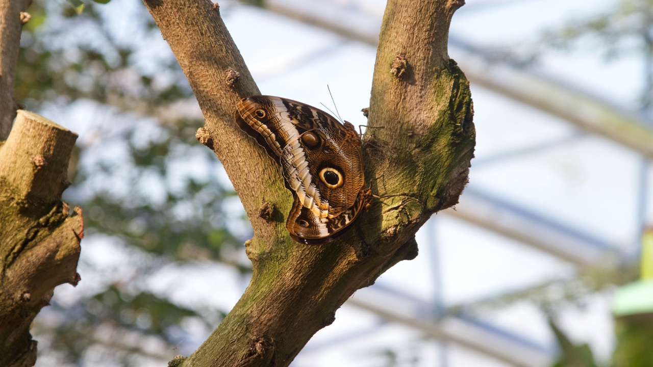 Burgers Mangrove (Burgers Zoo), 1,5 Jahre nach der Pflanzung