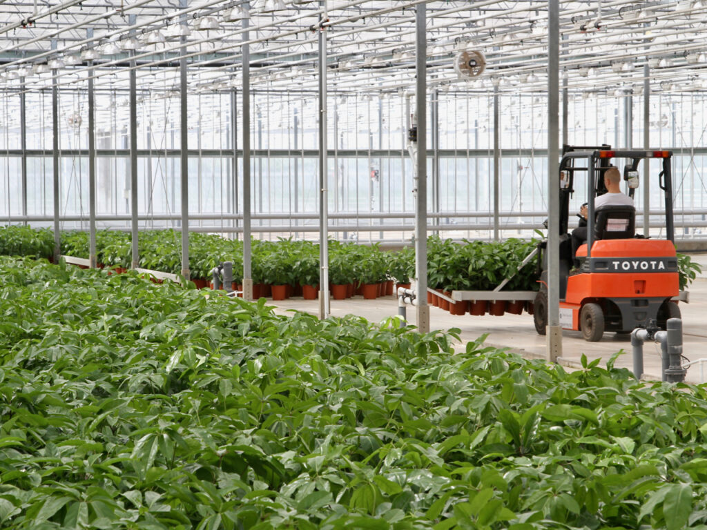 Growth activities at the new Fachjan nursery