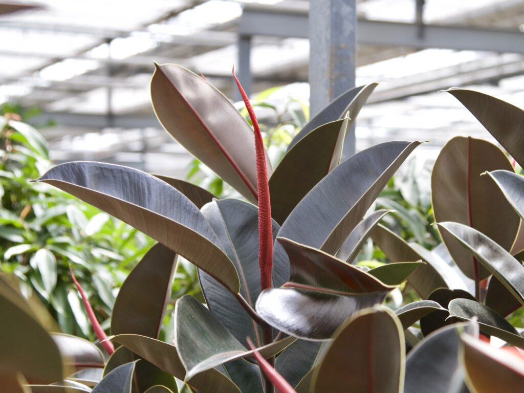 The growing season in one of our 3 locations….