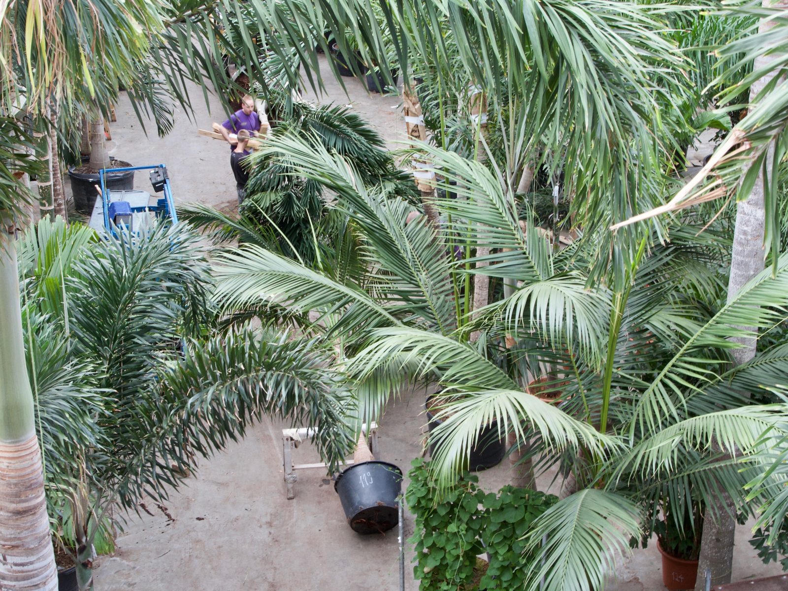 Many large palm trees and other plants for ‘Park of Poland’
