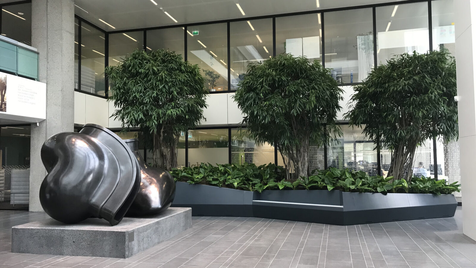 Fachjan ficus trees in a beautiful Dutch project