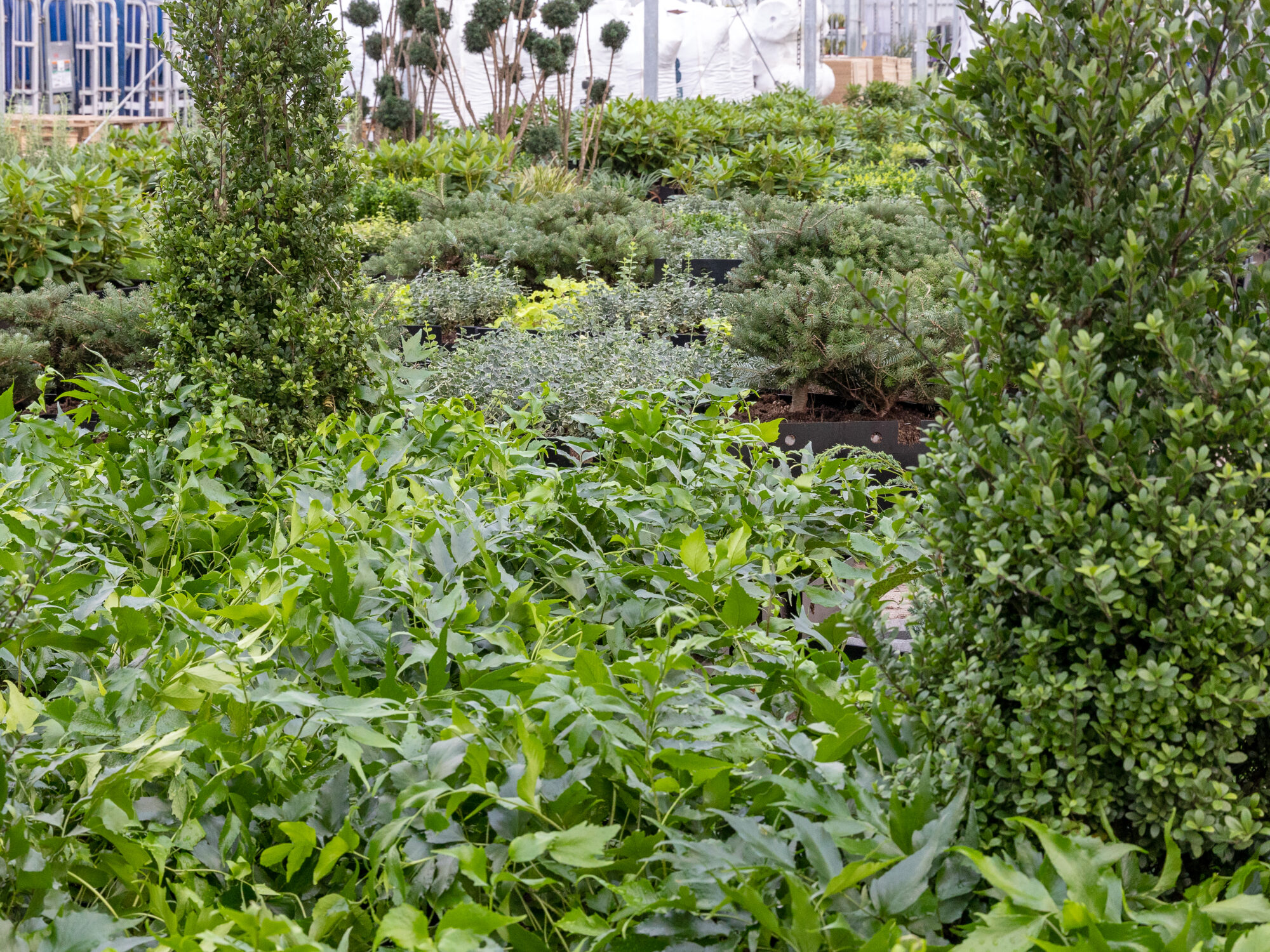 Fachjan delivers over 10,000 plants and trees for a cruise ship