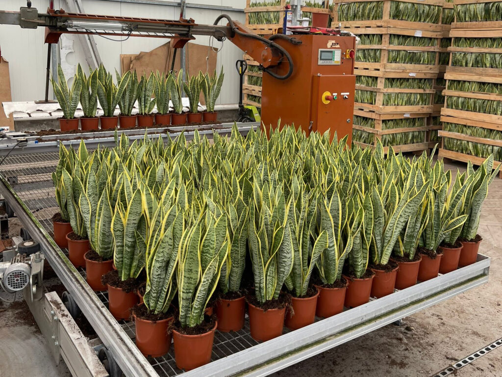 First plants potted at our new location