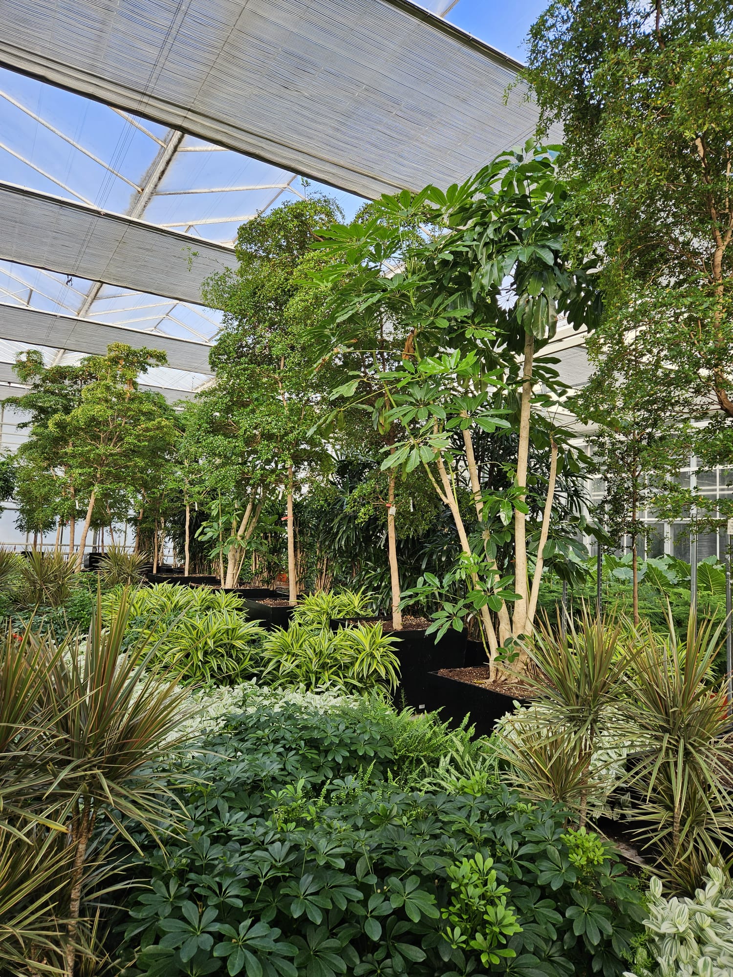 Fachjan plants for cruise ship