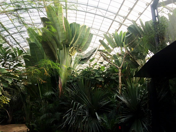 Zoo Vincennes – August 2013