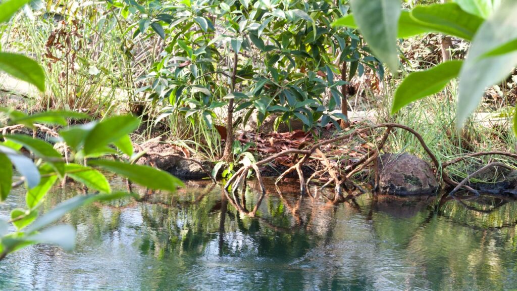 Plants for Burgers’ Mangrove (July 2017) – update 26-02-2019