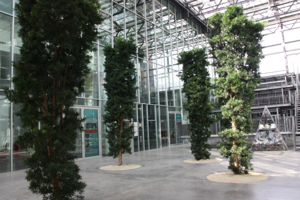 Germany Office. 6m Podocarpus. – October 2016
