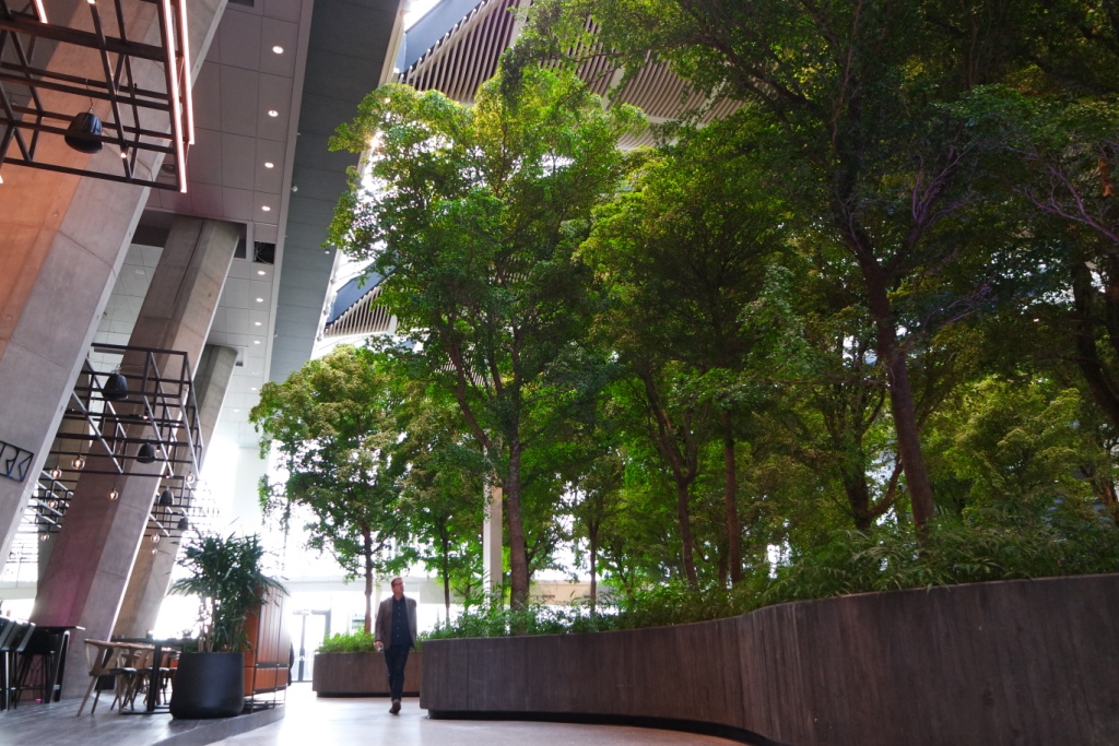 Bucida forest in Copenhagen Towers – August 2015